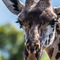 Arusha NP, I was half sleeping after our lunch break, digesting in the car as this Giraffe appeared just in front of us, out of nowhere